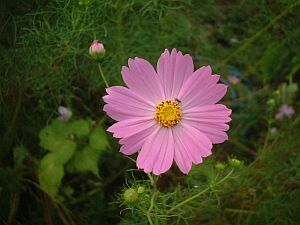 366日 誕生花の辞典 １年間の花ことば 花言葉 誕生日の花の図鑑