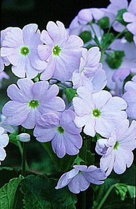 １２月１９日の誕生花 プリムラ オブコニカ 366日 誕生花の辞典 誕生日の花言葉の図鑑