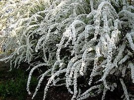 366日 誕生花の辞典 花の名前 や行 誕生花の図鑑